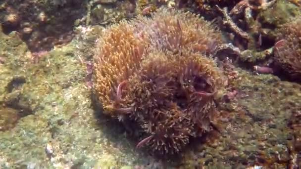Amphiprion perideraion or anemonefish swimming among tentacles of host anemone — Stock Video