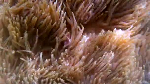 Amphiprion perideraion or anemonefish swimming among tentacles of host anemone — Video Stock