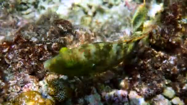 Andaman Denizi 'ndeki mercan resifleri arasında yüzen Cheilinus trilobatus ya da Tripletail Wasse sualtı videosu. Tropik deniz balığı şnorkelle yüzüyor ya da adaya dalıyor. Tayland 'ın deniz yaşamı. — Stok video