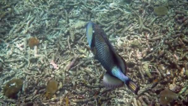 Video submarino de Titan Triggerfish o Balistoides viridescens en el Golfo de Tailandia. Peces tropicales gigantes nadando entre los arrecifes. Naturaleza salvaje. Buceo o snorkel. — Vídeo de stock