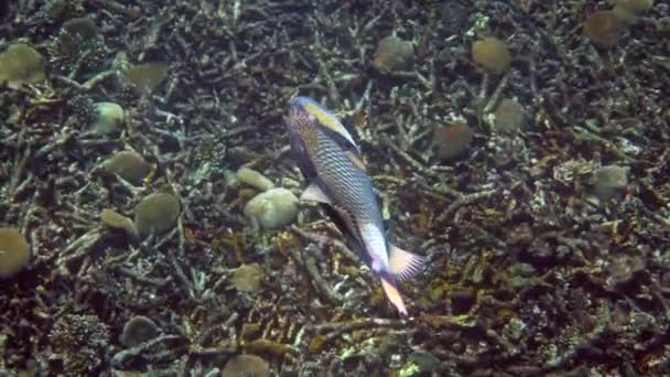 Video submarino de Titan Triggerfish o Balistoides viridescens en el Golfo de Tailandia. Peces tropicales gigantes nadando entre los arrecifes. Naturaleza salvaje. Buceo o snorkel. — Vídeos de Stock