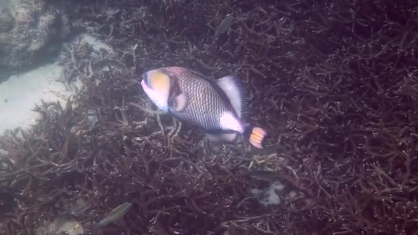 Podvodní video Titan Triggerfish nebo Balistoides viridescens v Thajském zálivu. Obří tropické ryby plavou mezi útesy. Divoká příroda. Potápění nebo šnorchlování. — Stock video