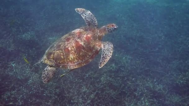 Yeşil deniz kaplumbağasının tropikal mercan resifleri arasında dalış ya da şnorkelle yüzüşünü gösteren sualtı videosu. Doğadaki vahşi deniz hayvanı ve tropikal okyanustaki deniz yaşamı. — Stok video