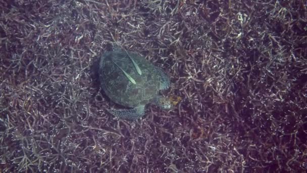 Зелена морська черепаха лежить на кораловому дні. Спостереження за дикою морською черепахою — стокове відео