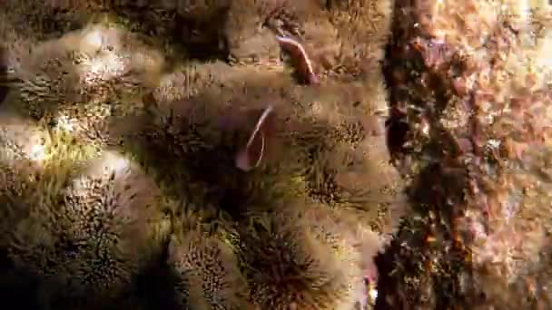 Período anfíbio ou anêmonefish nadando entre tentáculos de anêmona hospedeira — Vídeo de Stock