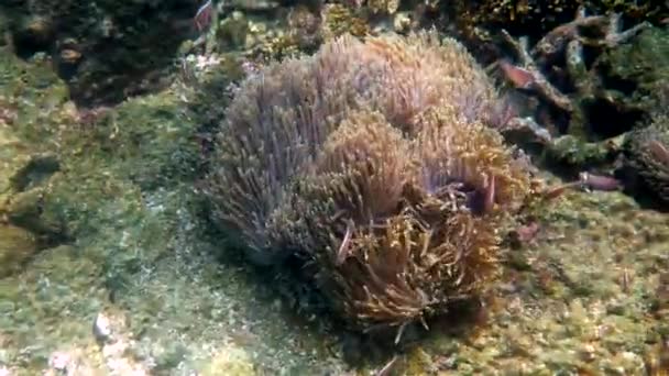 Amphiprion perideraion o anemonefish nadando entre tentáculos de anemone del anfitrión — Vídeos de Stock