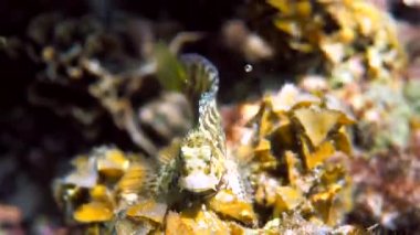 Andaman Denizi 'ndeki mercan resiflerinin arasında saklanan İnce Benekli Blenny ya da Salarias Guttatus' un sualtı videosu. Tropik deniz balığı şnorkelle yüzüyor ya da adaya dalıyor. Tayland 'ın deniz yaşamı.