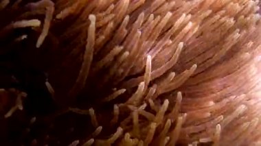 Ev sahibi şakayığın dokunaçları arasında yüzen amfiprion perideraion veya anemonish