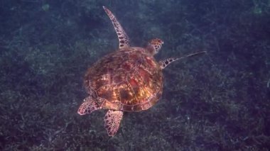 Güneş altındaki yeşil deniz kaplumbağasının sualtı videosu tropikal mercan resiflerinde dalgıçlık veya şnorkelle dalış yaparken yavaşça yüzüyor. Doğadaki vahşi deniz hayvanı ve tropikal okyanustaki deniz yaşamı