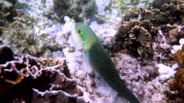 Yarı kalın dudak buruşukluğu ya da resif mercanlarının arasında yüzen Hemigymnus Melapterus. Dalgıçlıktan ya da şnorkelle dalmaktan renkli tropikal balıkların sualtı videosu. Denizin altında vahşi yaşam