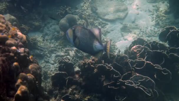 Onderwatervideo van Titan Triggerfish of Balistoides viridescens in de Golf van Thailand. Reuzentropische vissen zwemmen tussen het rif. Wilde natuur. Duiken of snorkelen. — Stockvideo