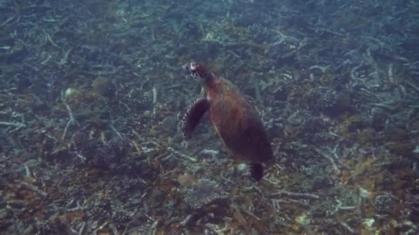Şahin gagalı deniz kaplumbağası mercan resiflerinin arka planında suyun altında yüzer. Şahinler, derin mavi okyanusta yüzen deniz kaplumbağalarını gagalarlar. Yaban Kaplumbağası 'nın su altı videosu. Doğada dalış ve şnorkelle yüzme. — Stok video