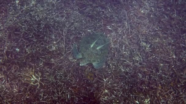 Green sea turtle lying on the coral bottom. Watching a wild sea turtle — Stockvideo