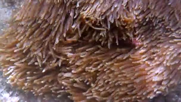 Amphiprion perideraion or anemonefish swimming among tentacles of host anemone — Vídeo de Stock
