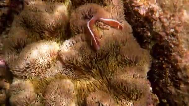 Amphiprion perideraion o anemonefish nadando entre tentáculos de anemone del anfitrión — Vídeos de Stock