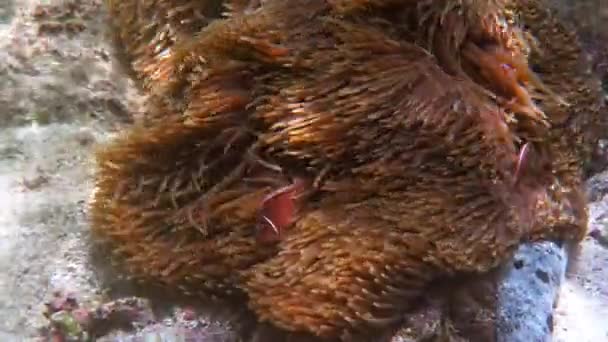 Amphiprion perideraion or anemonefish swimming among tentacles of host anemone — Vídeo de Stock