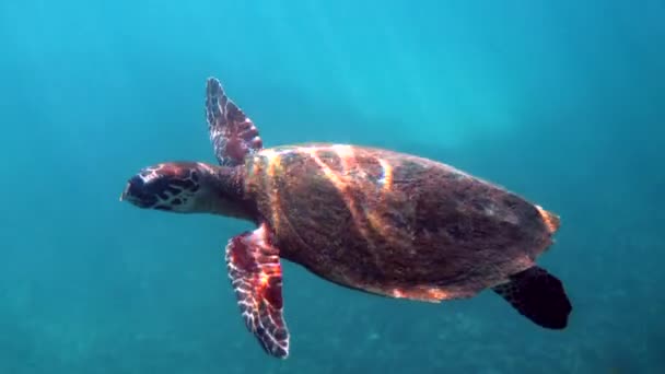 Hawksbill mořské želvy plavat pod vodou. Jestřábi si účtují plavání mořských želv v modrém oceánu. Podvodní video divoké želvy. Potápění a šnorchlování v přírodě. — Stock video