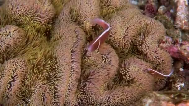 Amphiprion perideraion or anemonefish swimming among tentacles of host anemone — Vídeo de Stock