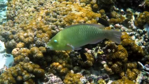 Подводное видео рыб-попугаев с фиолетовой подкладкой или шаровых глобицепсов, плавающих среди тропических коралловых рифов. Прыжки с аквалангом или сноркелинг. Путешествуйте и наслаждайтесь морской дикой природой в Таиланде. Биоразнообразие и экосистема. — стоковое видео
