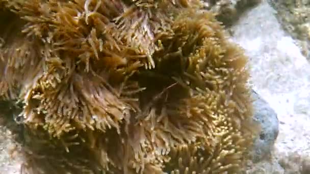 ホストアネモネの触手の間でアンフィプリオンの周囲やanemonefish水泳 — ストック動画