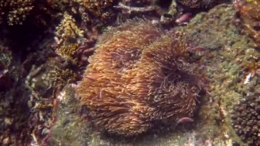 Ev sahibi şakayığın dokunaçları arasında yüzen amfiprion perideraion veya anemonish