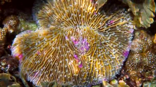 Funghi corallo o Fungia fungiti sulla barriera corallina tropicale. Bellissimi colori brillanti corallo con macchie bianche e rosa. Incredibile mondo selvaggio sottomarino. Concetto di immersioni o snorkeling. — Video Stock
