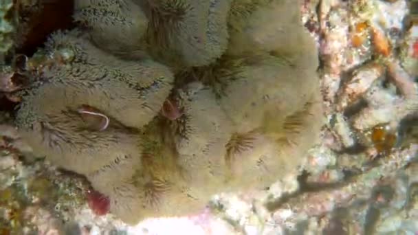 Amphiprion perideraion or anemonefish swimming among tentacles of host anemone — Wideo stockowe