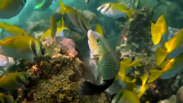 Escuela de Virgata conejo o siganus virgatus o dos conejos barrados nadando entre los arrecifes de coral tropical. Vídeo subacuático de un grupo de peces de conejo de color amarillo en buceo o snorkel. — Vídeo de stock