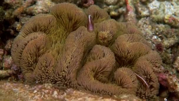 ホストアネモネの触手の間でアンフィプリオンの周囲やanemonefish水泳 — ストック動画