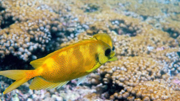 Underwater photo of snorkeling or diving on sea coral, blue-spotted spinefoot — Stockfoto