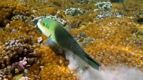 Meia e meia espinha de wrasse ou Hemigymnus melapterus nadando entre corais recifais. Vídeo subaquático de peixes tropicais coloridos de mergulho ou snorkeling. Sob o mar vida selvagem — Vídeo de Stock