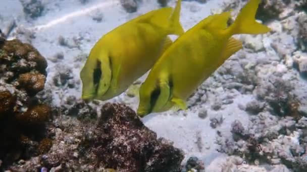 Underwater video of snorkeling or diving on sea coral, blue-spotted spinefoot — Vídeo de Stock