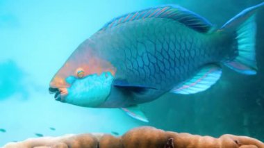 Underwater video of blue Queen parrotfish swimming among coral reef