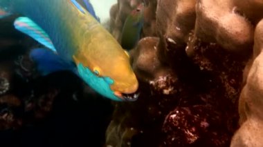 Underwater video of blue Queen parrotfish swimming among coral reef