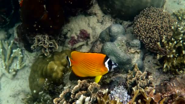 Underwater video of pair yellow butterflyfish fishes in tropical coral reefs — 비디오