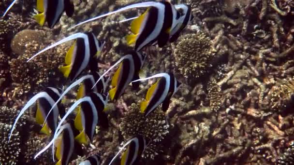 Vista submarina da escola de peixe-bandeira longfin em belos recifes de coral na Tailândia. Grupo de peixes marinhos listrados em snorkeling ou mergulho. Vídeo subaquático do mundo do mar selvagem. Salvar conceito ecológico. — Vídeo de Stock