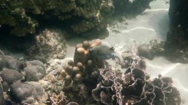 Andaman Denizi 'ndeki mercan resiflerinin arasında saklanan kara lekeli kirpinin sualtı videosu. Tropik deniz balığı şnorkelle yüzüyor ya da adaya dalıyor. Tayland 'ın deniz yaşamı.