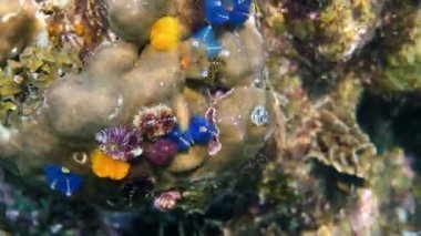 Noel Ağacı Solucanları 'nın sualtı videosu ya da Tayland Körfezi' ndeki mercan resifinde bulunan Spirobranchus Giganteus. Renkli noel ağacı mercanda büyüyen solucanlar.