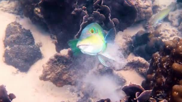 Pół na pół gęste oplucia wrażkowe lub Hemigymnus melapterus pływające wśród korali rafowych. Podwodny film z kolorowych ryb tropikalnych z nurkowania lub snorkelingu. Pod morzem dzikie życie — Wideo stockowe