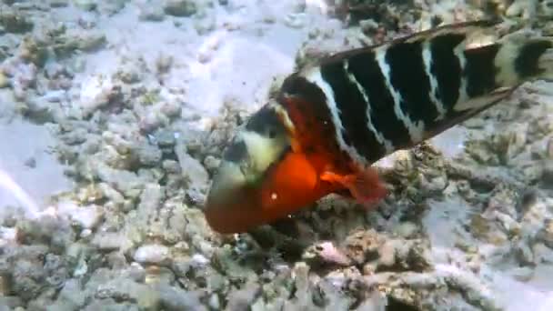 Undervattensvideo av rödbrynta rondeller som simmar bland korallrev i Andamansjön. Tropisk havsfisk på snorkling eller dyk på ön. Marint liv i Thailand. — Stockvideo