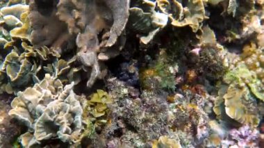 Tropikal egzotik körfezde kristal berrak denizli mercanlar arasında yüzen küçük ahtapotun sualtı videosu. Yaygın resif ahtapotu algler ve yumuşak mercanlar arasında kamufle edilir. Şnorkelle dalış ya da tüple dalış.