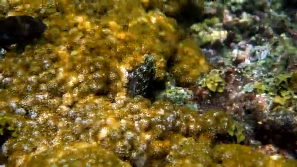 Подводное видео маленького осьминога, плавающего в тропической экзотической бухте среди кораллов с кристально чистым морем. Обыкновенный осьминог, замаскированный среди водорослей и мягких кораллов. Подводное плавание или подводное плавание. — стоковое видео