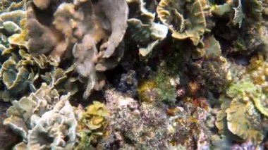 Tropikal egzotik körfezde kristal berrak denizli mercanlar arasında yüzen küçük ahtapotun sualtı videosu. Yaygın resif ahtapotu algler ve yumuşak mercanlar arasında kamufle edilir. Şnorkelle dalış ya da tüple dalış.