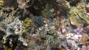 Tropikal egzotik körfezde kristal berrak denizli mercanlar arasında yüzen küçük ahtapotun sualtı videosu. Yaygın resif ahtapotu algler ve yumuşak mercanlar arasında kamufle edilir. Şnorkelle dalış ya da tüple dalış.