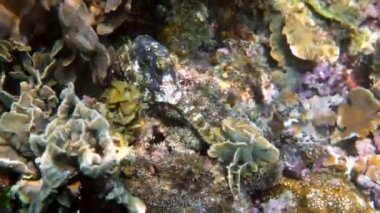 Tropikal egzotik körfezde kristal berrak denizli mercanlar arasında yüzen küçük ahtapotun sualtı videosu. Yaygın resif ahtapotu algler ve yumuşak mercanlar arasında kamufle edilir. Şnorkelle dalış ya da tüple dalış.