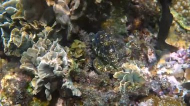 Tropikal egzotik körfezde kristal berrak denizli mercanlar arasında yüzen küçük ahtapotun sualtı videosu. Yaygın resif ahtapotu algler ve yumuşak mercanlar arasında kamufle edilir. Şnorkelle dalış ya da tüple dalış.