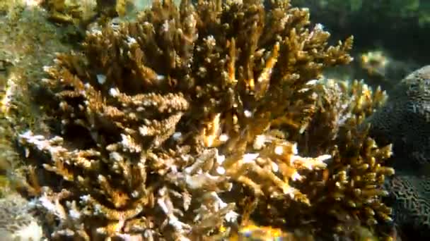 Сломанные твердые кораллы на тропическом рифе. Разрушительное воздействие человека на подводный мир. Безответственное поведение туристов на тропическом курорте. Глобальное потепление. — стоковое видео