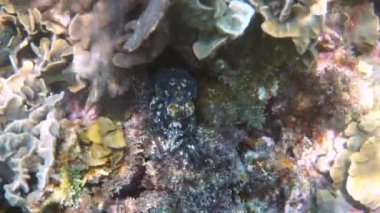 Tropikal egzotik körfezde kristal berrak denizli mercanlar arasında yüzen küçük ahtapotun sualtı videosu. Yaygın resif ahtapotu algler ve yumuşak mercanlar arasında kamufle edilir. Şnorkelle dalış ya da tüple dalış.