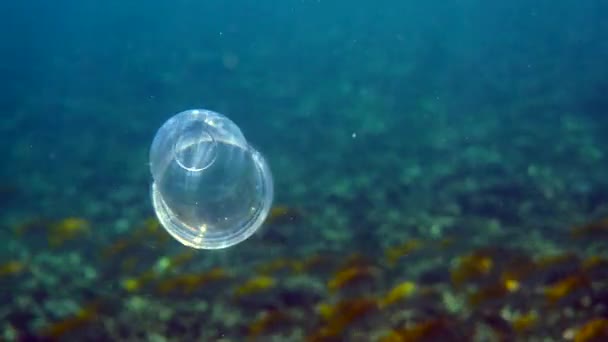 अंडरवॉटर प्लास्टिक कॉकटेल कप उष्णकटिबंधीय मासे आणि पार्श्वभूमीवर कोरल रीफसह सूर्य किरणांमध्ये क्रिस्टल निळ्या पाण्यात पोहणे. पर्यावरणीय प्लास्टिक प्रदूषण समस्या संकल्पना. समुद्रात कचरा आणि कचरा . — स्टॉक व्हिडिओ