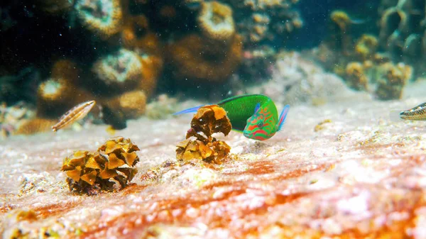 Unterwasserfoto Eines Wunderschön Hellen Lippfisches Der Zwischen Korallenriffen Der Andamanensee — Stockfoto